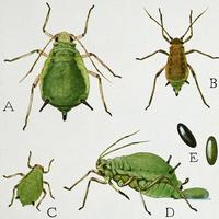 Aphids aphids