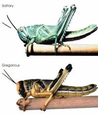 Locusts locusts
